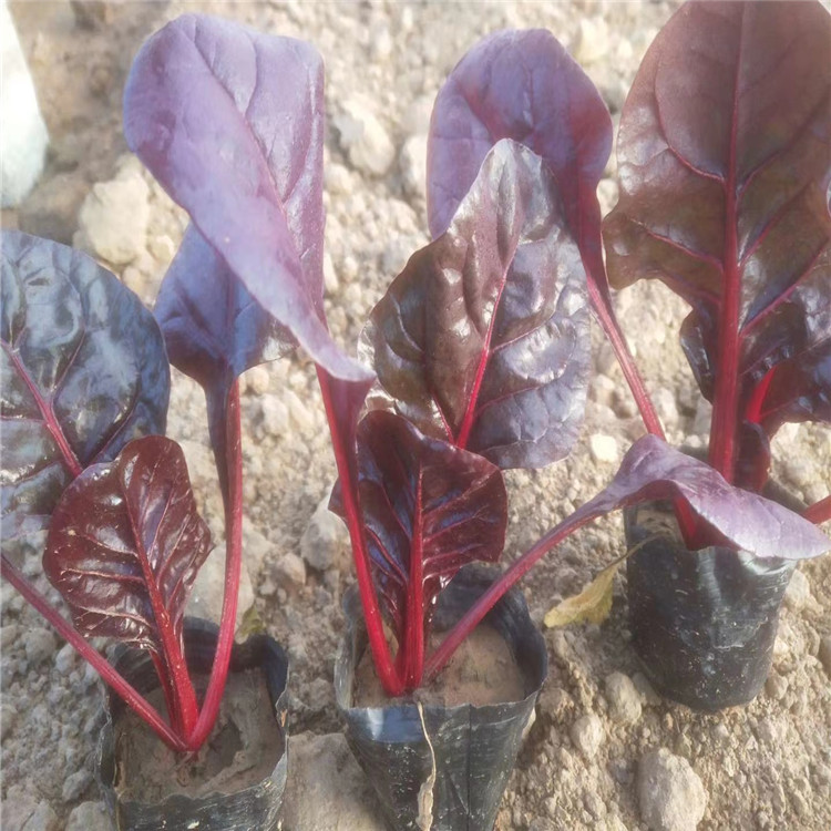 山东红叶甜菜种植基地 红叶甜菜价格 红叶甜菜批售 江瑞园艺