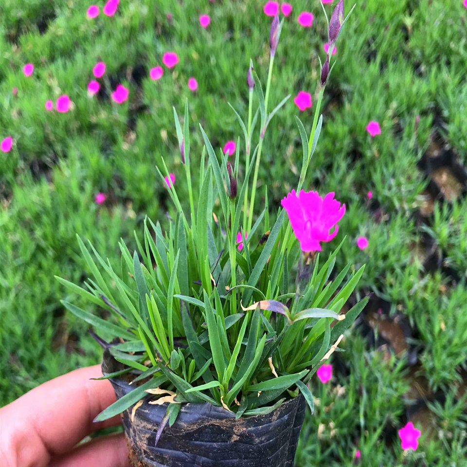双色盆欧石竹花苗 地被宿根观赏花卉小苗批发商 青州地邦欧石竹
