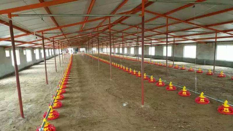 养殖场全自动料线水线 鸡舍喂养设备可定制