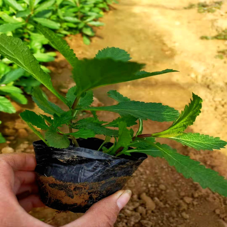 马鞭草批发基地 青州马鞭草采购 马鞭草小苗