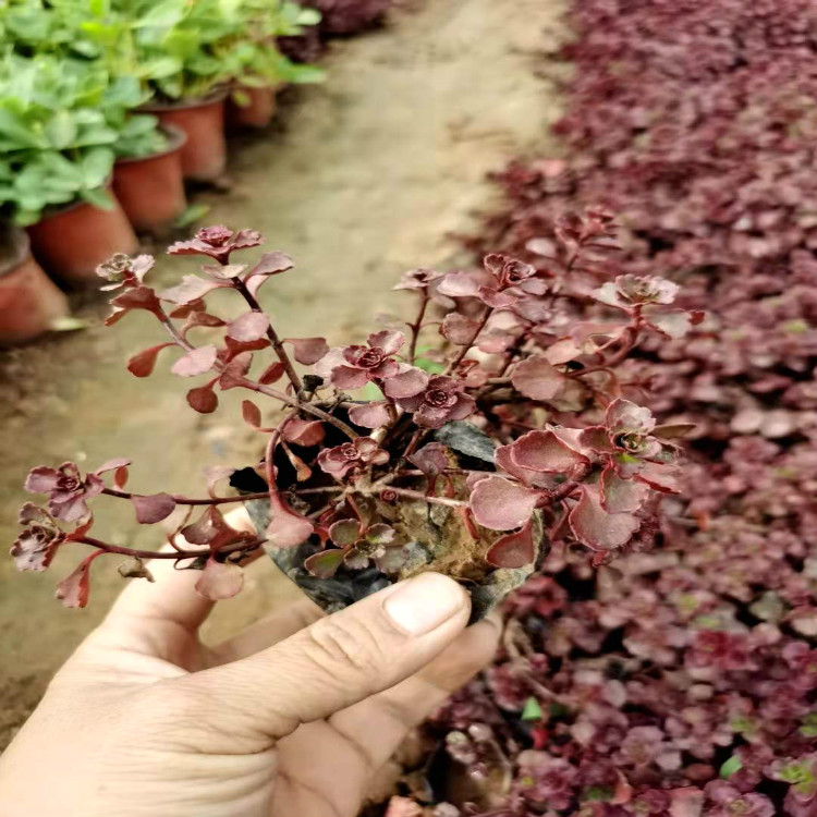 红景天大量供应 红景天批发价格 宿根花卉基地