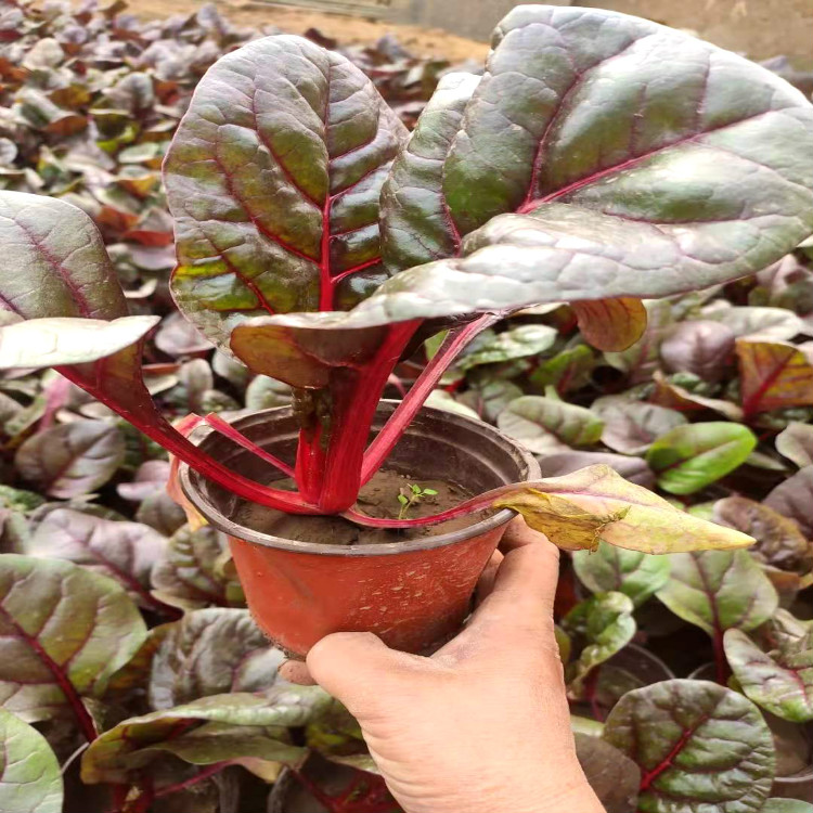 出售红叶甜菜  红叶甜菜批发价格 