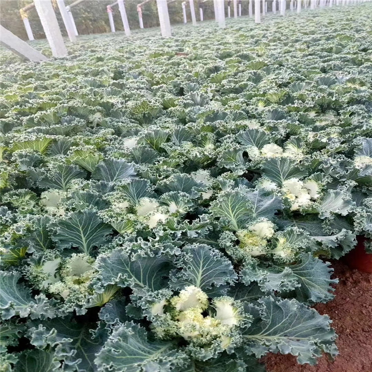 羽衣甘蓝规格 耐寒花卉羽衣甘蓝基地 江瑞园艺羽衣甘蓝价格 质优价廉 欢迎选购