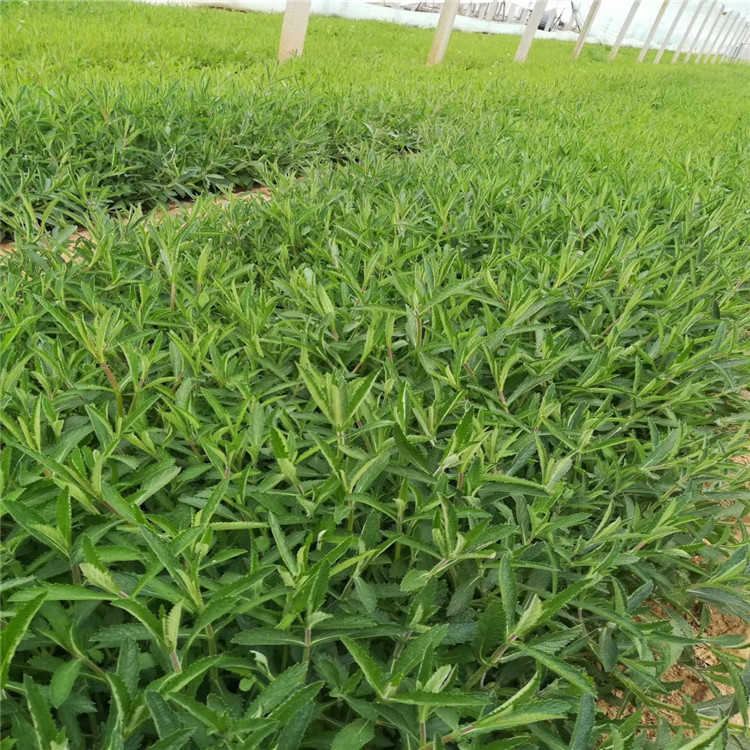 青州马鞭草价格 大量供应马鞭草 青州马鞭草基地 马鞭草找江瑞园艺 价格优惠 欢迎选购