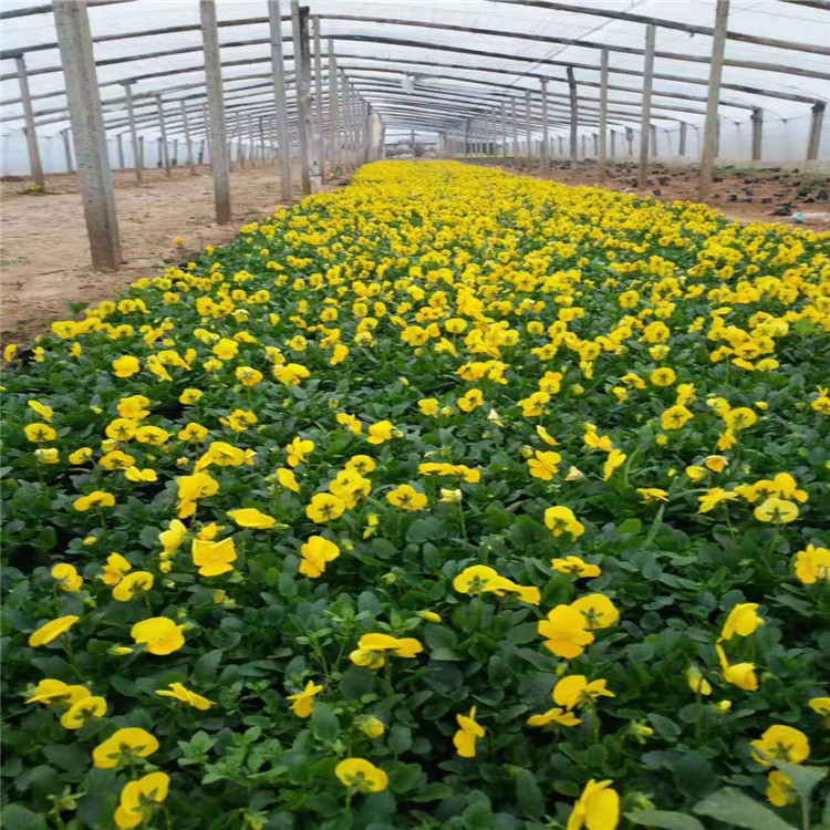 角堇种植厂家 角堇基地 角堇批发 江瑞园艺角堇价格 质优价廉 欢迎致电咨询