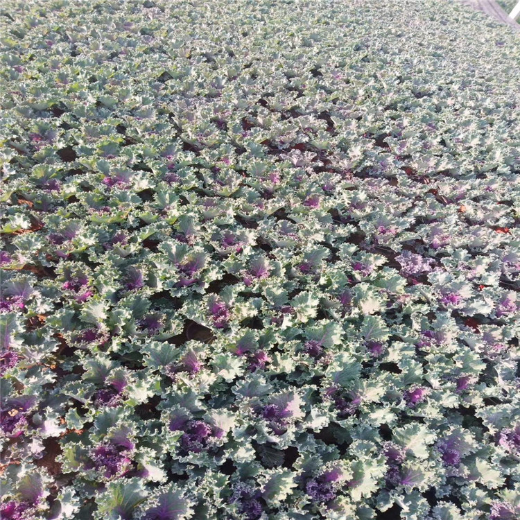 羽衣甘蓝报价 上盆羽衣甘蓝 二年生草本植物 江瑞羽衣甘蓝基地