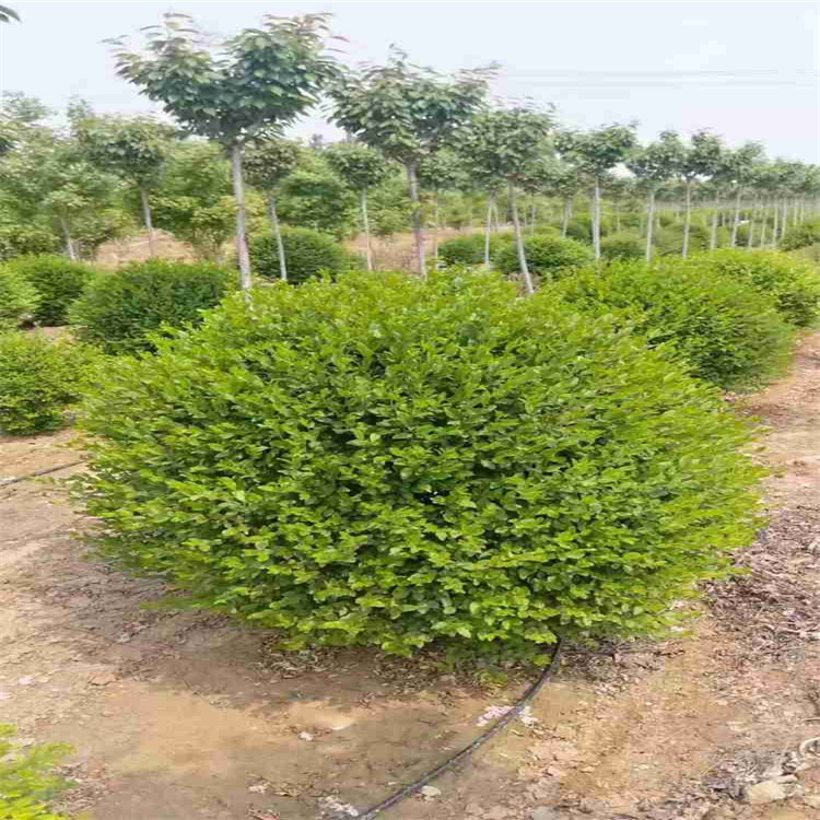 自产自销金叶女贞球  大叶女贞供应 量大价优