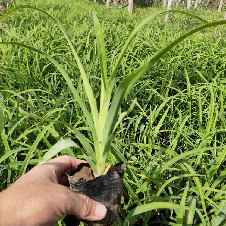 大花萱草批发价格 江苏大花萱草供应商