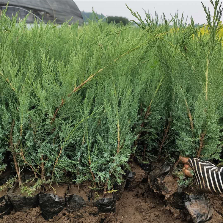 园林用沙地柏 优惠多多 青州沙地柏基地