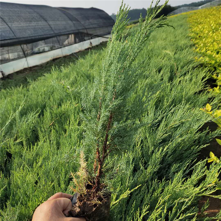 园林用沙地柏 好苗出售 山东沙地柏基地