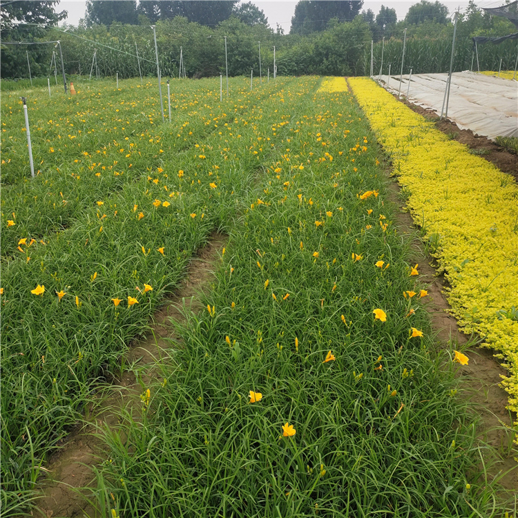 金娃娃萱草种植基地 好苗出售 山东黄百合