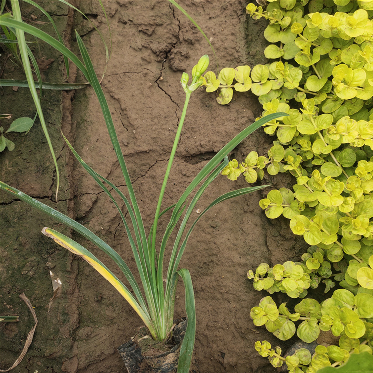金娃娃萱草种植基地 欢迎选购 地被金娃娃萱草苗
