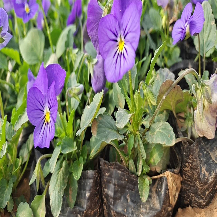 江苏角堇种植基地 江苏角堇批发价格 江苏角堇直供 江瑞园艺质量好