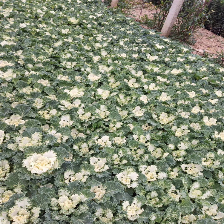 潍坊羽衣甘蓝产地报价 羽衣甘蓝耐寒花卉 江瑞羽衣甘蓝质量好 价格优