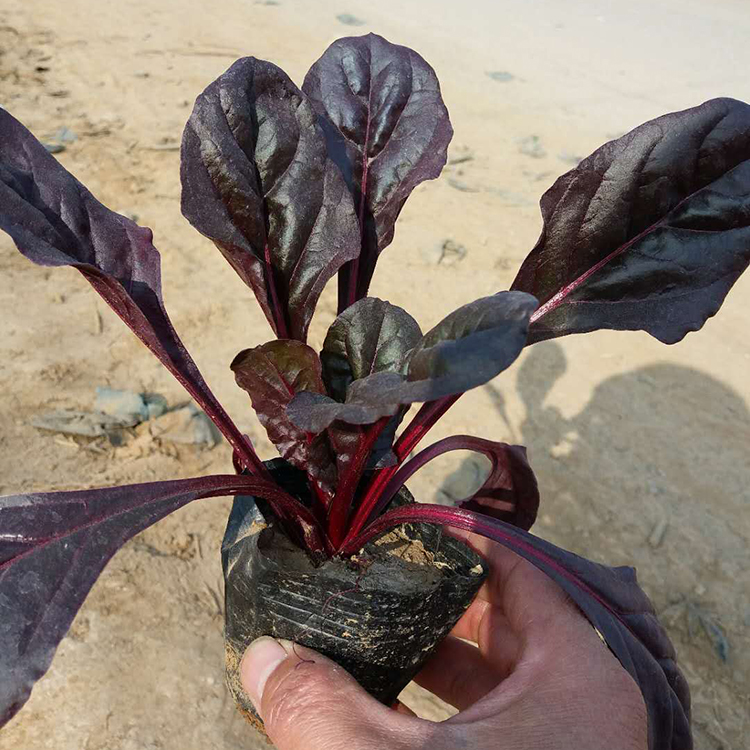 红叶甜菜 庭院花卉 青州红叶甜菜种植基地