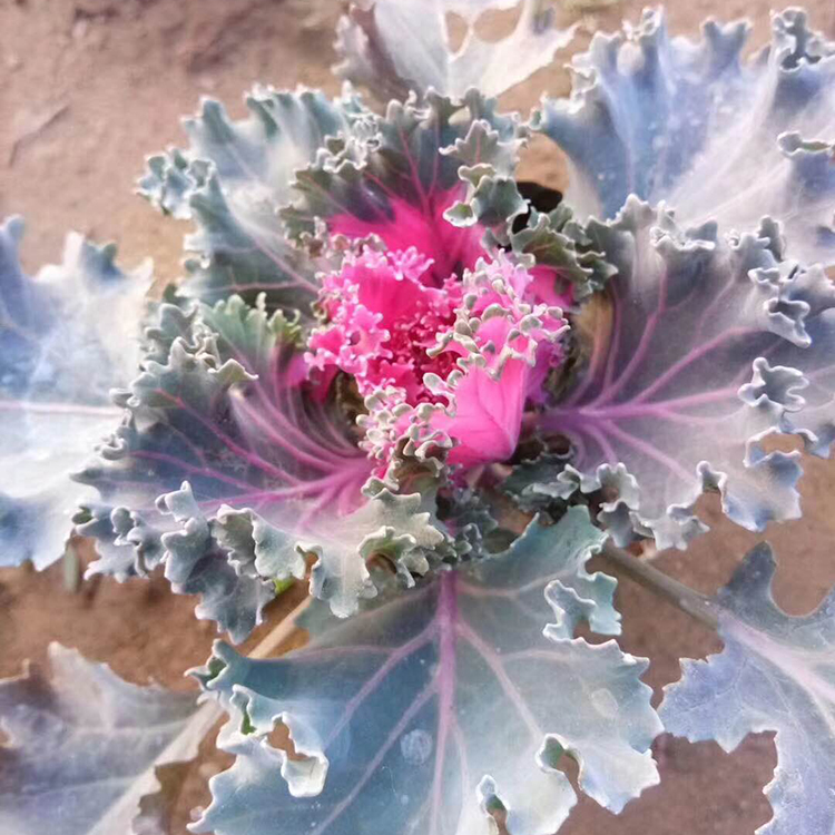 羽衣甘蓝销售 青州羽衣甘蓝批发商