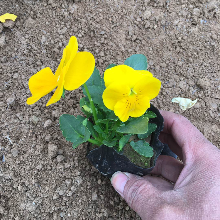 角堇供应商 苗圃供应角堇 山东庭院花卉批发