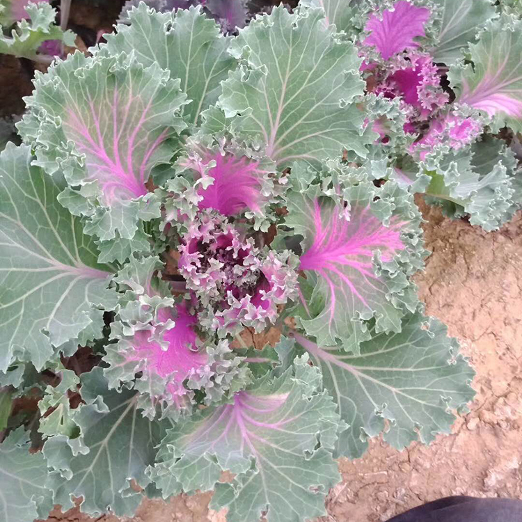 耐寒花卉 羽衣甘蓝供货商  青州羽衣甘蓝基地