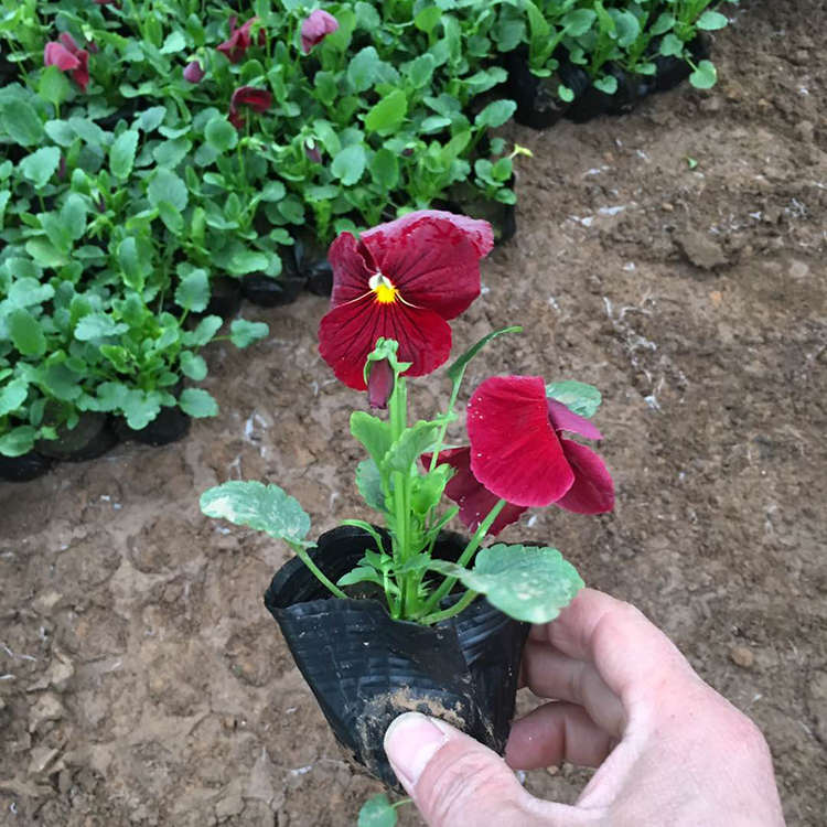 角堇行情 盆栽花卉角堇 山东庭院花卉批发