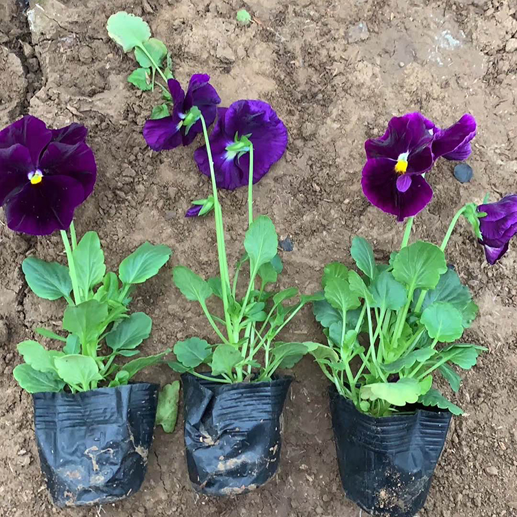 三色堇价格 基地供应三色堇小苗 青州观赏花卉供应