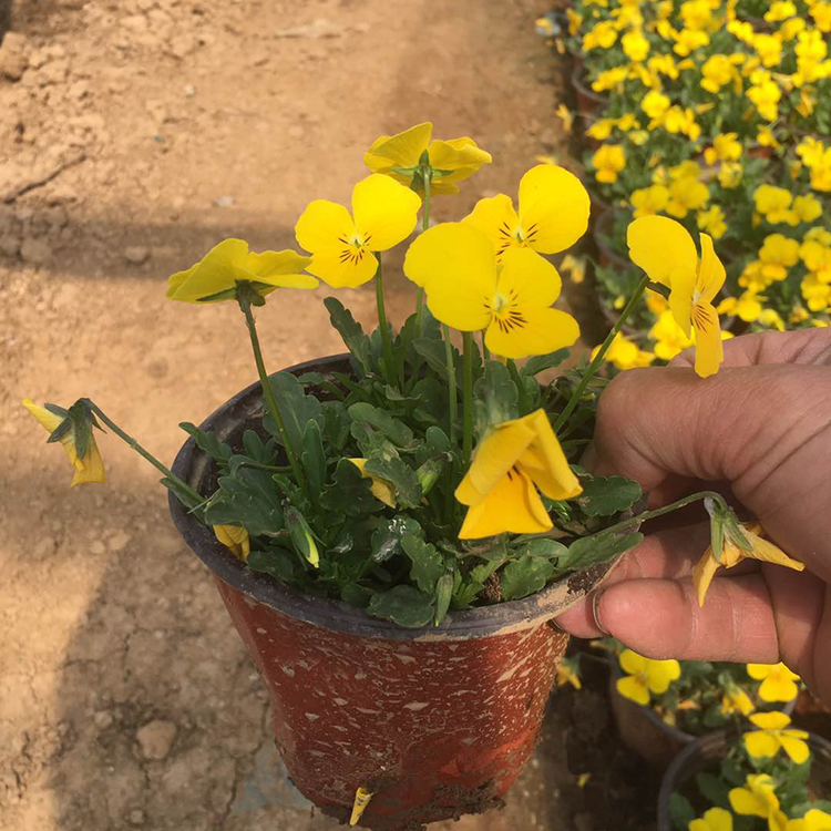 三色堇观赏花卉 基地直售三色堇小苗 青州园林绿化植物供应