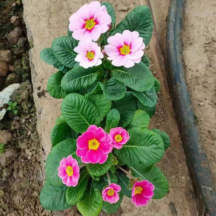 瀚泽供应报春花  花色丰富艳丽 多用于盆栽 切花等观赏