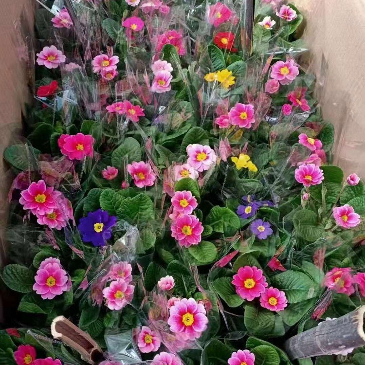 多色系观赏报春花  冬季花坛点缀盆栽供应商  冬季花卉造型打造