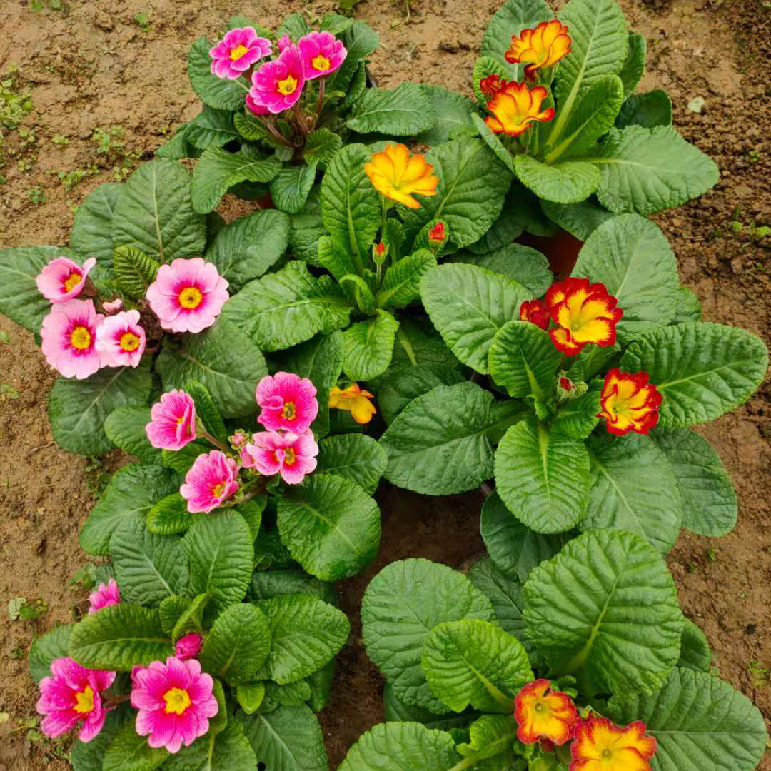 双色盆报春花  报春花小苗  报春花绿植盆栽