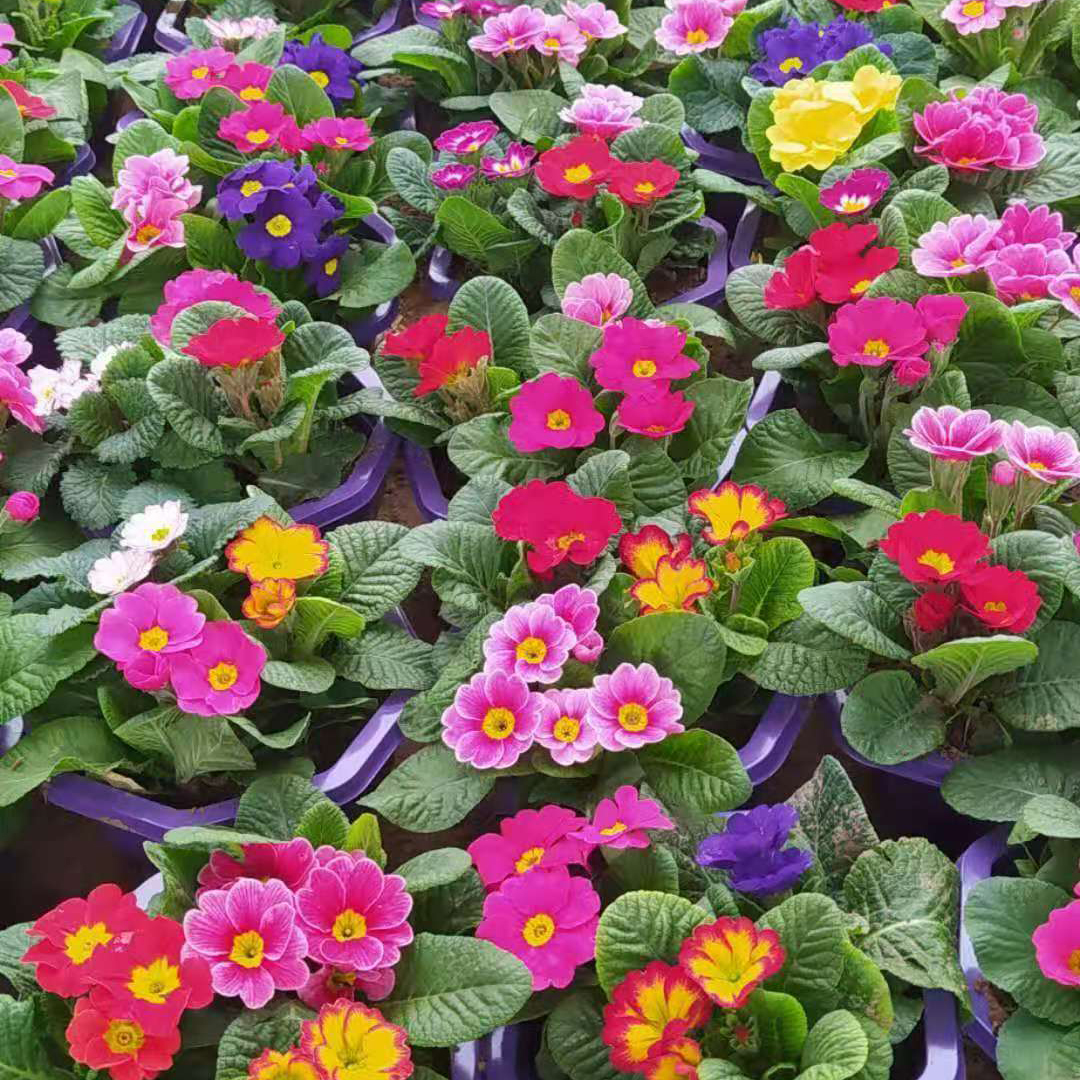 基地直销进口报春花  进口报春花种植基地  报春花绿植盆栽