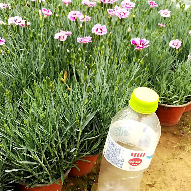 盆栽彩虹石竹【基地发货】彩虹石竹小苗供应商