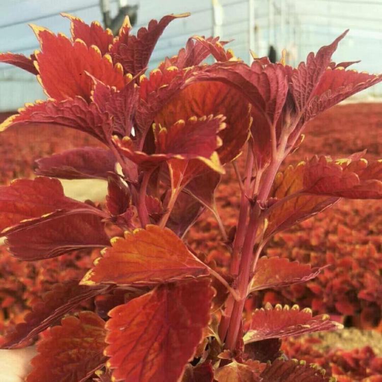 彩叶草 唇形科花卉 城市绿化美化用途 基地批发