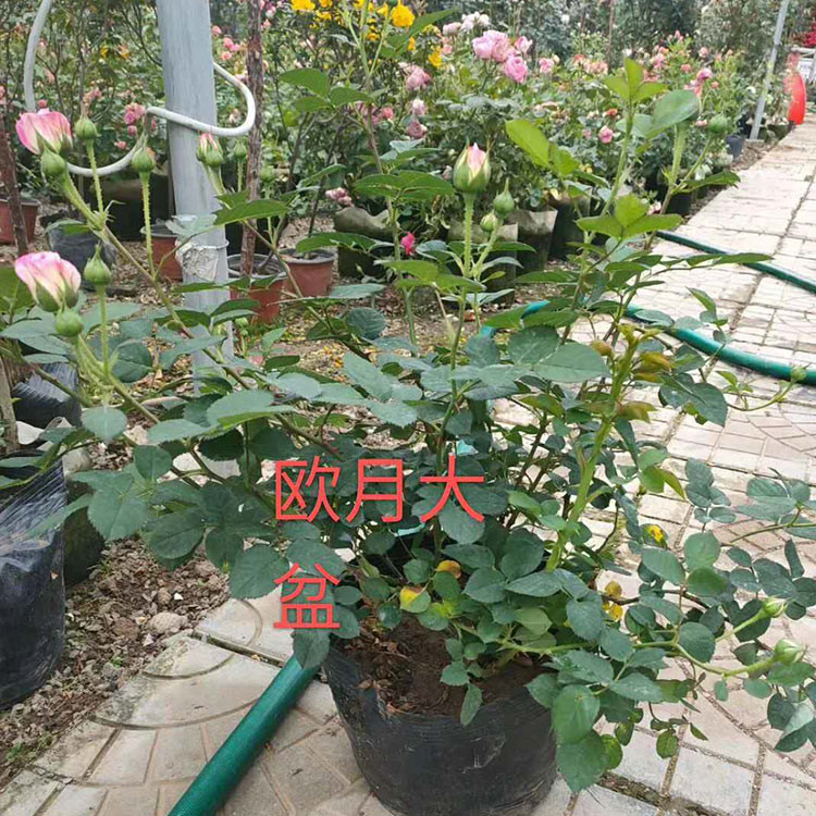 月季批发 我苗圃批发 青州欧月