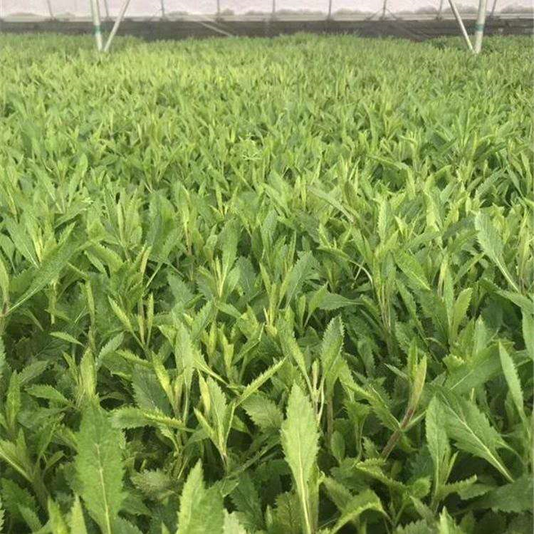 【现苗】马鞭草小苗 种植培育马鞭草 销售马鞭草