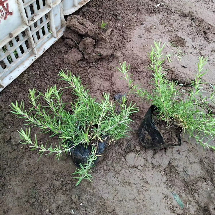 芝樱 基地供应 青州芝樱小苗培育