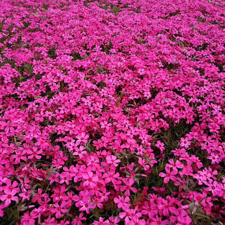 芝樱小苗 芝樱花海 青州丛生福禄考供应商