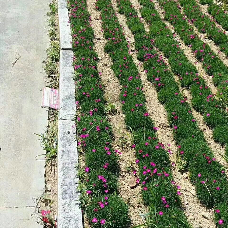 欧石竹培育 青州欧石竹 欧石竹花海用苗