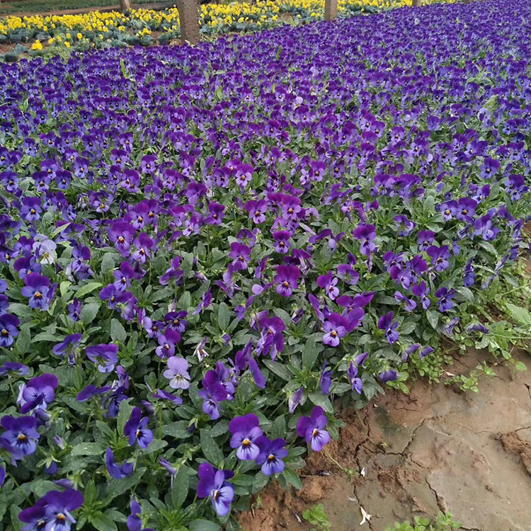采购基地 黄花角堇 角堇培育基地
