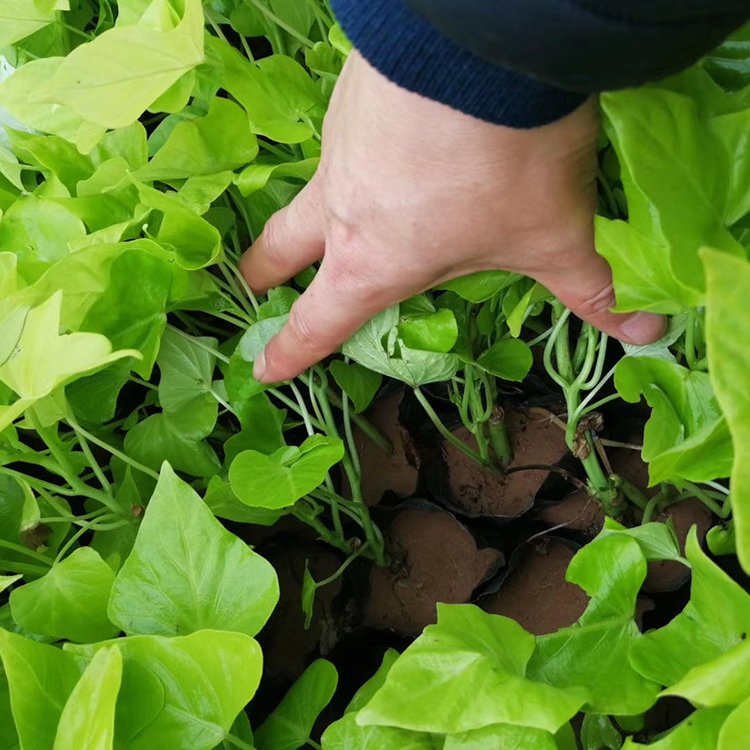苗圃供应 金叶薯营养杯 金叶薯培育