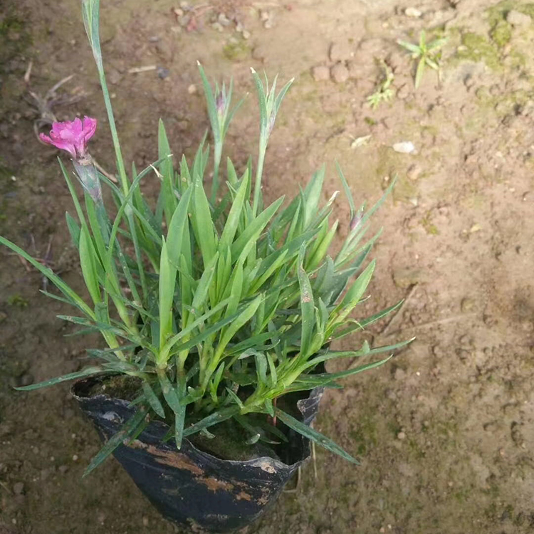 欧石竹花海小苗价格 青州欧石竹 量大优惠【亦扬】