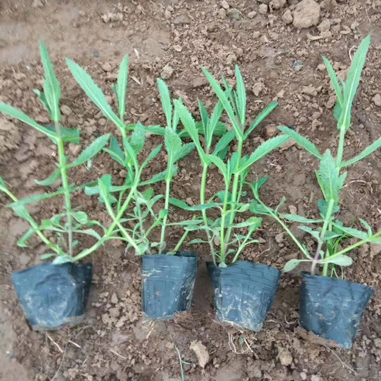 亦扬 柳叶马鞭草 青州草花 马鞭草花苗批发