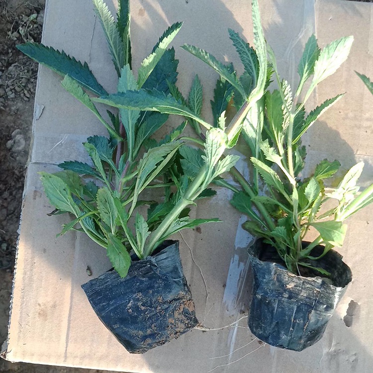 马鞭草种植基地 大量供应 青州柳叶马鞭草