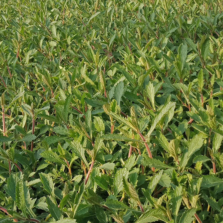 绿化马鞭草 马鞭草花海 青州柳叶马鞭草
