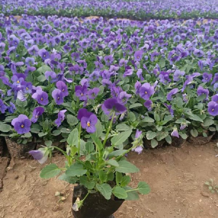 角堇产地直发 角堇价格  角堇供应商  梓熙花卉大量供应