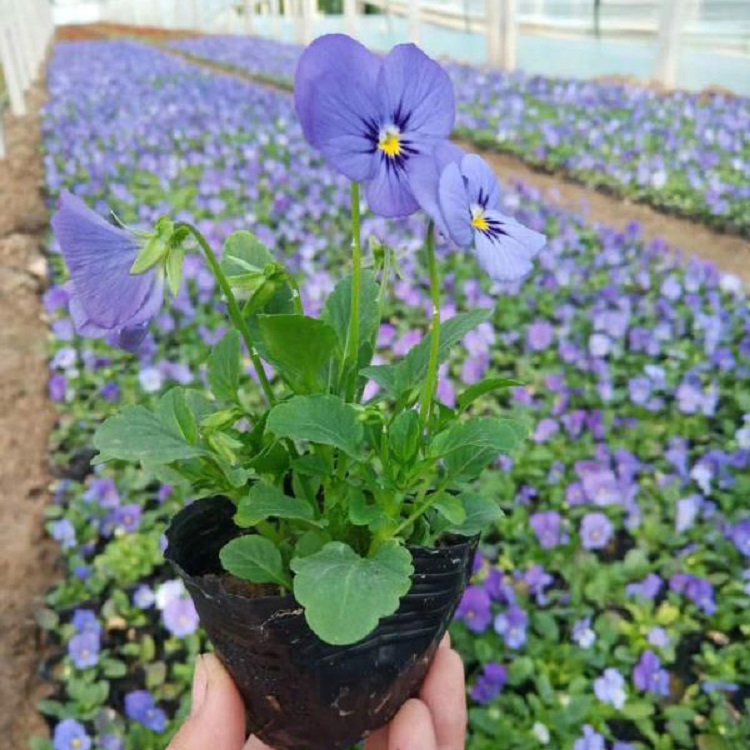 冬日蝴蝶花角堇盆栽 角堇盆栽供应商 阳台美化草花