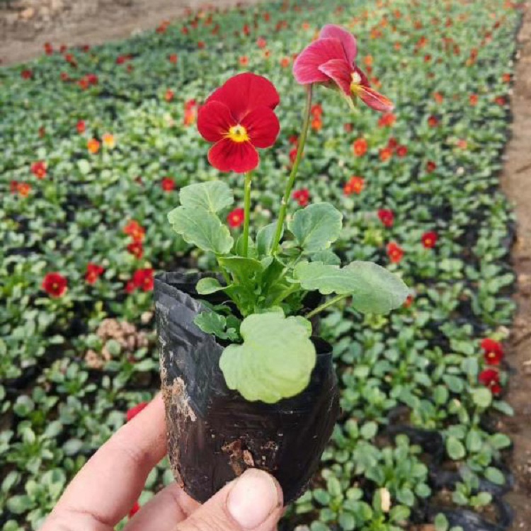 批发零售角堇盆栽角堇盆栽 角堇盆栽供应商 阳台美化草花