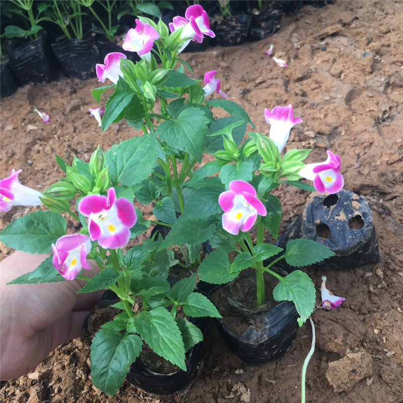 批发夏堇花苗 山东草花基地 哪里有夏堇 夏堇图片蓝猪耳