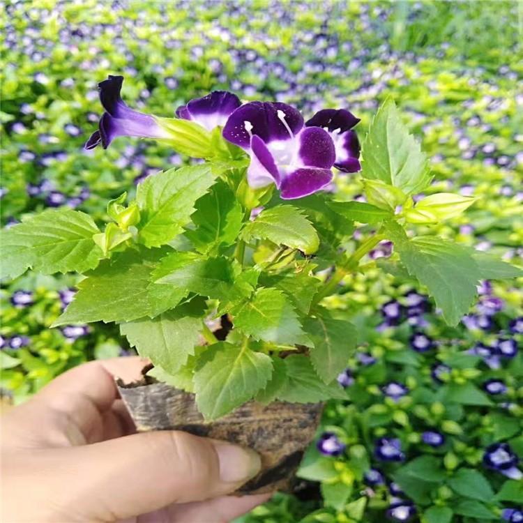 批发粉红色夏堇花苗 小喇叭花盆苗 带花带土易成活