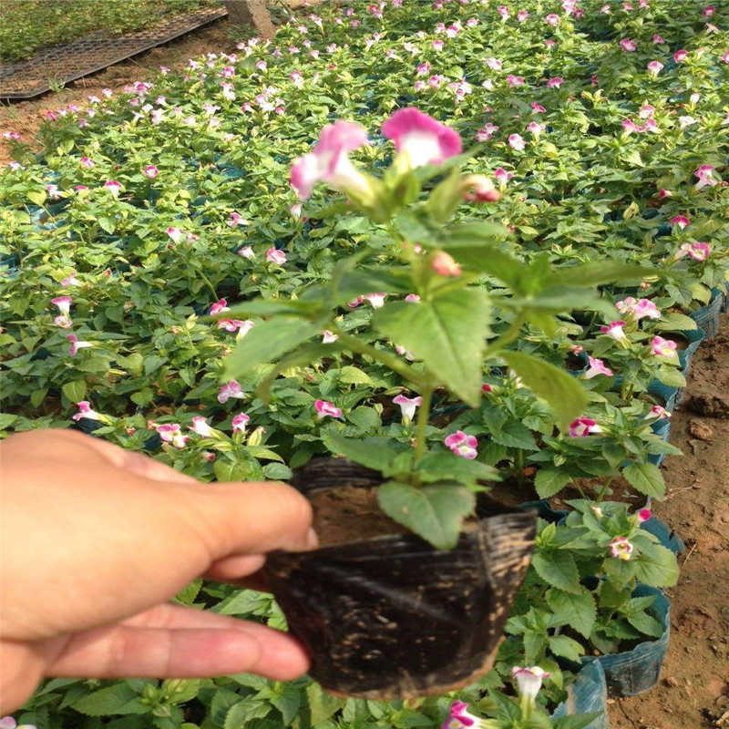 供应夏堇种子 批发夏瑾小苗 蓝色花卉盆栽花卉基地 