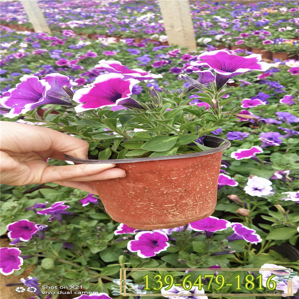 室内花卉租摆垂钓牵牛 夏秋草花颜色多 五彩牵牛时令租摆草花