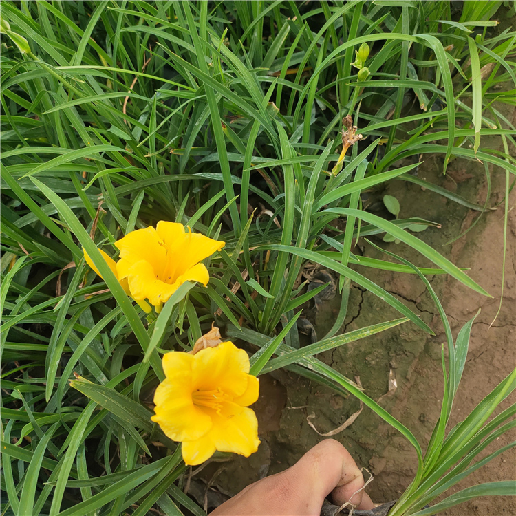 地被观赏草 金娃娃萱草 欢迎订购 山东花期长的金娃娃萱草